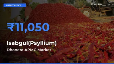 Dhanera APMC Emerges as Top Mandi for Isabgul(Psyllium) Prices Today