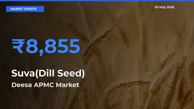 Deesa APMC Tops Suva(Dill Seed) Mandi Rates Today