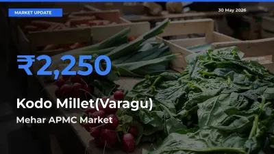 Mehar APMC Offers ₹2,250 – Highest Kodo Millet(Varagu) Rate Today