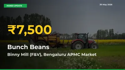 Bunch Beans Hits Fresh High in Binny Mill (F&V), Bengaluru APMC Today