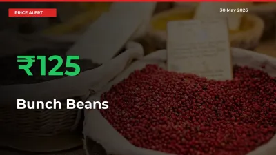 Big Rally! Bunch Beans Climbs 125% in 24 Hours at Top Mandis