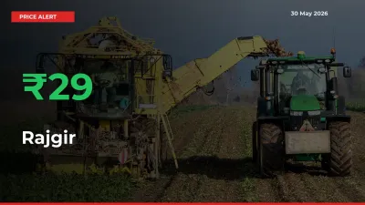 Farmers Cheer as Rajgir Prices Surge 28.57% in Local Mandis