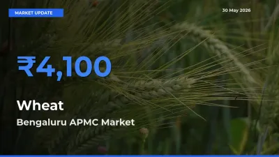 Bengaluru APMC Tops Wheat Mandi Rates Today