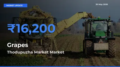 Market Watch: Thodupuzha Market Becomes Top Mandi for Grapes
