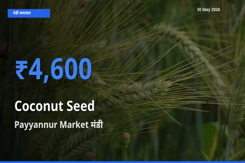 किसानों की पसंद बना Payyannur Market, नारियल का बीज के सबसे अच्छे दाम