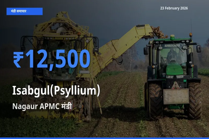 बाज़ार संकेत: Nagaur APMC बना Isabgul(Psyllium) के लिए आज की टॉप मंडी