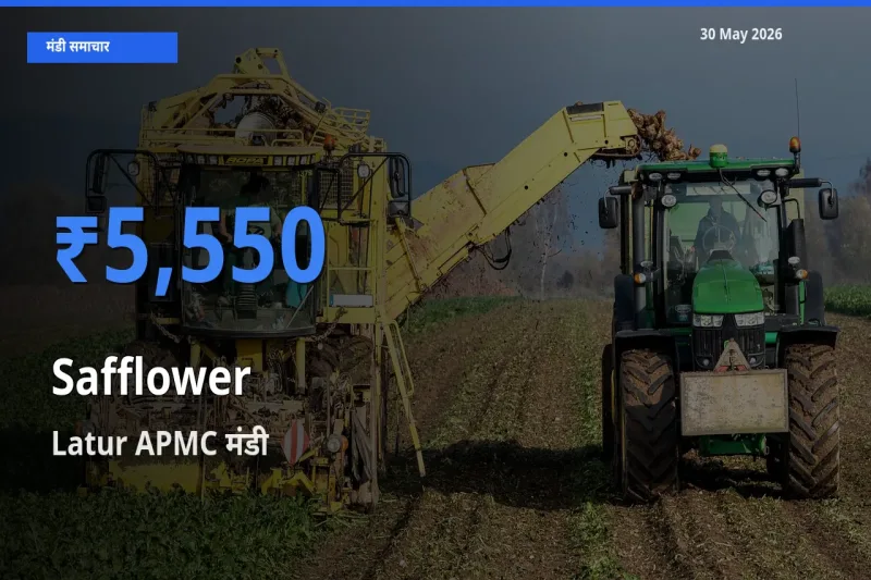टॉप मंडी बना Latur APMC! कुसुम के सबसे ऊँचे दाम यहीं दर्ज