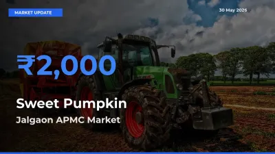 Market Watch: Jalgaon APMC Becomes Top Mandi for Sweet Pumpkin