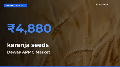 Top Performer! Dewas APMC Offers Best karanja seeds Price Today
