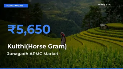 Junagadh APMC Tops Kulthi(Horse Gram) Rates – May 30 Market Update