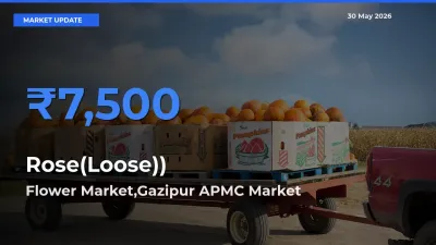 Flower Market,Gazipur APMC Tops Rose(Loose)) Mandi Rates Today