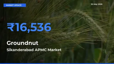 Sikanderabad APMC Leads as Top Mandi for Groundnut Prices