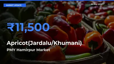 Market Watch: PMY Hamirpur Becomes Top Mandi for Apricot(Jardalu/Khumani)