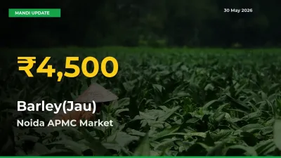 Why Barley(Jau) Prices Are Climbing in Noida APMC – Today’s New High Explained