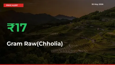 Gram Raw(Chholia) Mandi Rate Today: Prices Jump 16.63% at Market