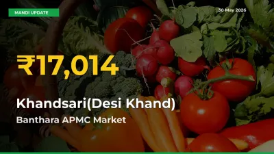 Khandsari(Desi Khand) Prices Soar to Record High in Banthara APMC – Farmers Alert Today