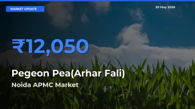 Pegeon Pea(Arhar Fali) Mandi Rate Today: Noida APMC Tops the List