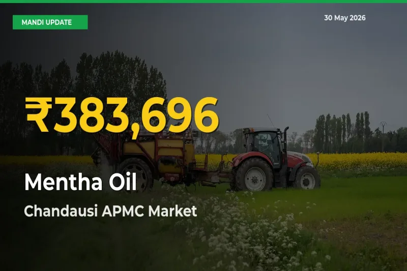 Chandausi APMC Leads as Mentha Oil Hits Highest Rate – May 30 Update