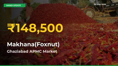 Makhana(Foxnut) Hits Fresh High in Ghaziabad APMC Today