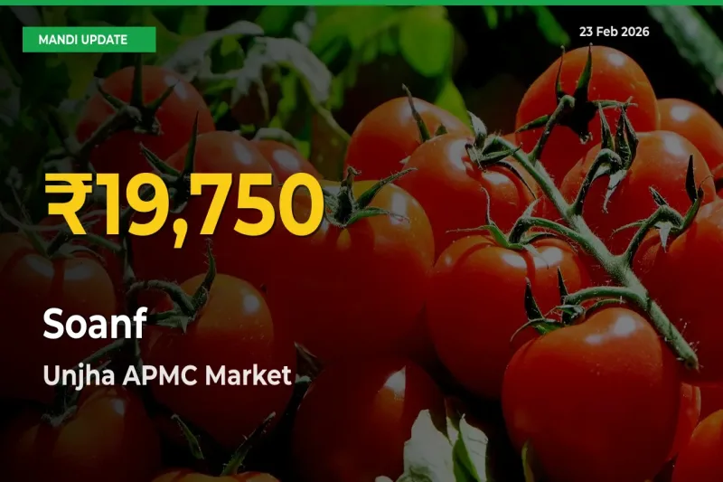 Soanf Price Rally Continues – Unjha APMC Hits Fresh High Today
