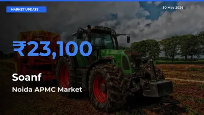 Top Performer! Noida APMC Offers Best Soanf Price Today