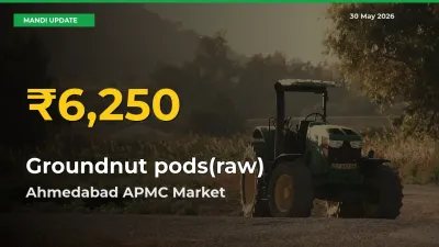 Groundnut pods(raw) Hits Fresh High in Ahmedabad APMC Today