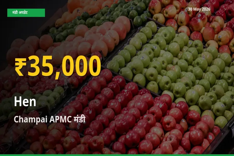 आज का मंडी भाव: Champai APMC में मुर्गी सबसे ऊँचे स्तर पर