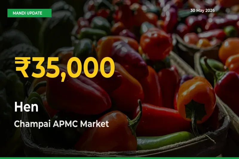 Hen Price Hits New High in Champai APMC Today – Check Latest Mandi Rates
