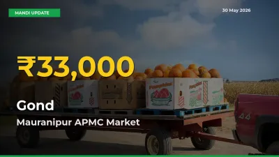 Gond Hits Fresh High in Mauranipur APMC Today