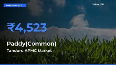 Tanduru APMC Tops Paddy(Common) Mandi Rates Today
