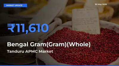 Top Performer! Tanduru APMC Offers Best Bengal Gram(Gram)(Whole) Price Today