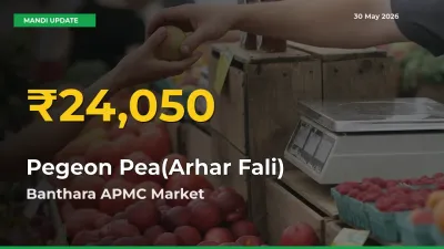 Pegeon Pea(Arhar Fali) Prices Soar to Record High in Banthara APMC – Farmers Alert Today