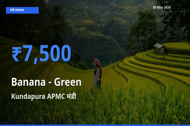 आज का मंडी भाव: केला - हरा के सबसे ज़्यादा दाम Kundapura APMC में