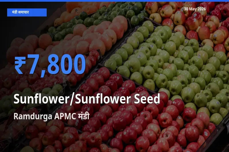 30 May अपडेट: सूरजमुखी के बीज के सबसे ऊँचे दाम Ramdurga APMC मंडी में