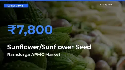 Market Watch: Ramdurga APMC Becomes Top Mandi for Sunflower/Sunflower Seed