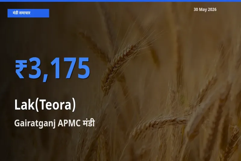 आज लाक(टेओरा) के सबसे ऊँचे दाम ₹3,175 Gairatganj APMC मंडी में