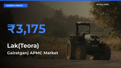Gairatganj APMC Leads as Top Mandi for Lak(Teora) Prices