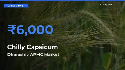 Dharashiv APMC Emerges as Top Mandi for Chilly Capsicum Prices Today