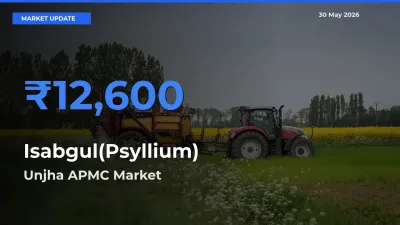 Market Watch: Unjha APMC Becomes Top Mandi for Isabgul(Psyllium)