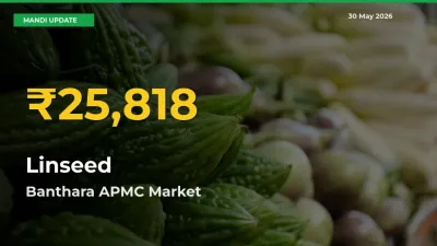Banthara APMC Leads as Linseed Hits Highest Rate – May 30 Update