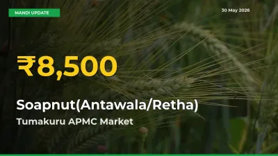 Tumakuru APMC Leads as Soapnut(Antawala/Retha) Hits Highest Rate – May 30 Update