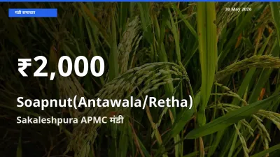 Sakaleshpura APMC में रीठा के दाम 30 दिन के न्यूनतम स्तर पर, आज का मंडी भाव देखें