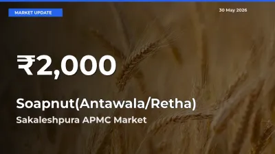 Sharp Fall! Soapnut(Antawala/Retha) Prices Drop to 30-Day Low in Sakaleshpura APMC
