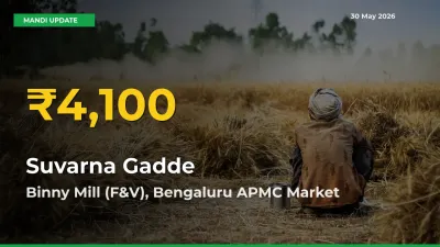Suvarna Gadde Price Hits New High in Binny Mill (F&V), Bengaluru APMC Today – Check Latest Mandi Rates
