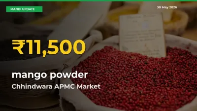 mango powder Price Rally Continues – Chhindwara APMC Hits Fresh High Today