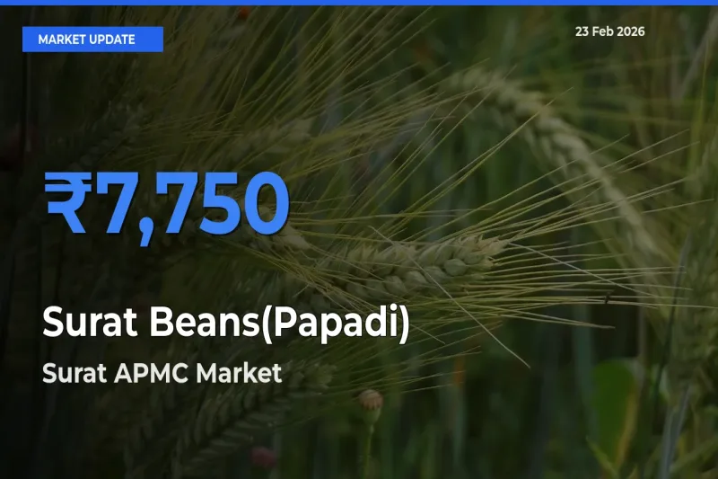 Surat Beans(Papadi) Mandi Rate Today: Surat APMC Tops the List