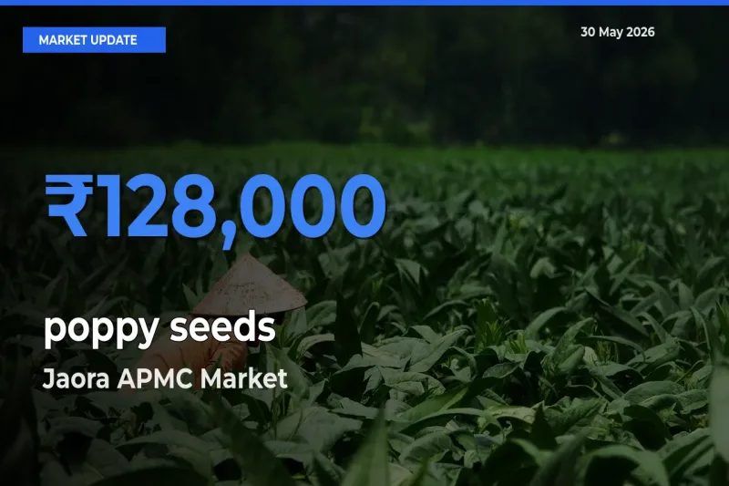 Farmers Prefer Jaora APMC as poppy seeds Hits Highest Rate