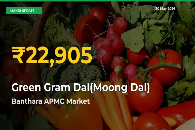 Big Jump in Green Gram Dal(Moong Dal) Prices! Banthara APMC Records New Peak Today