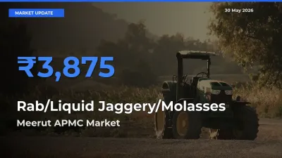 Meerut APMC Tops Rab/Liquid Jaggery/Molasses Rates – May 30 Market Update