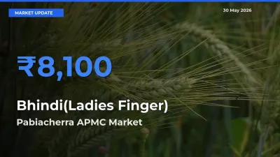 Pabiacherra APMC Tops Bhindi(Ladies Finger) Mandi Rates Today